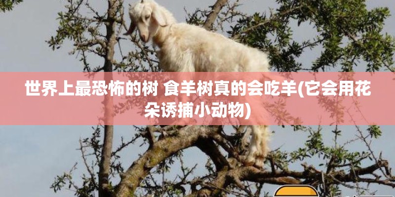 世界上最恐怖的树 食羊树真的会吃羊(它会用花朵诱捕小动物)