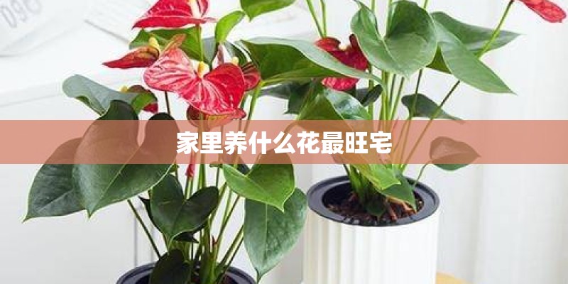 阳台种菜箱价格须知