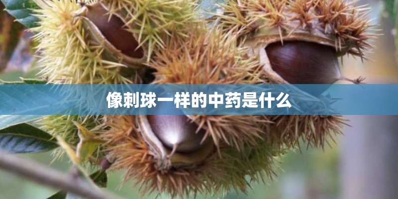 像刺球一样的中药是什么