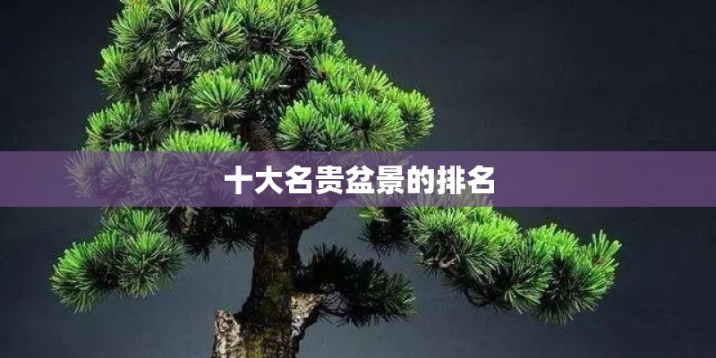 十大名贵盆景的排名