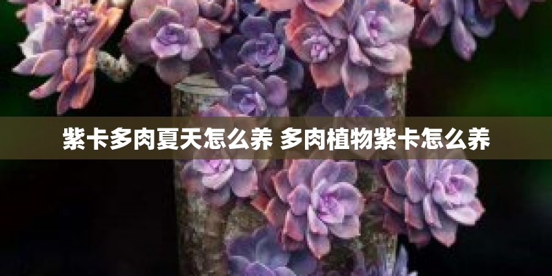 种花用什么土