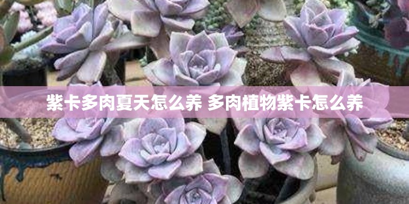 紫卡多肉夏天怎么养 多肉植物紫卡怎么养