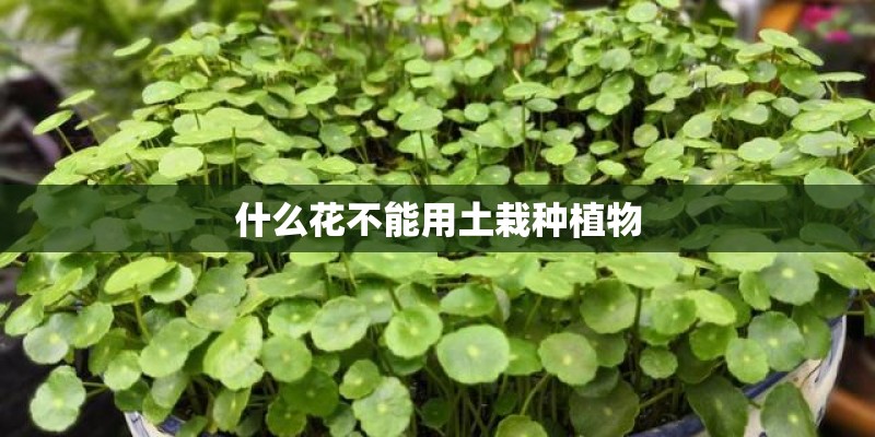 什么花不能用土栽种植物