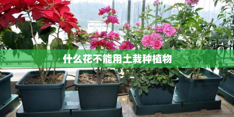什么花不能用土栽种植物