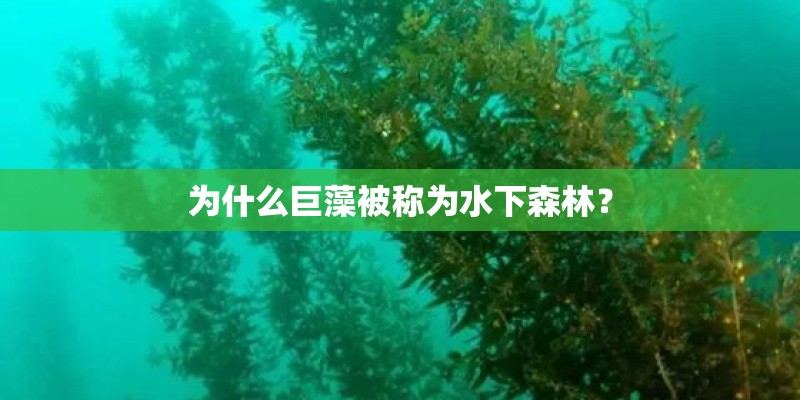 为什么巨藻被称为水下森林？