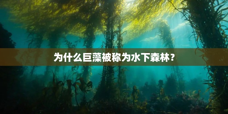为什么巨藻被称为水下森林？