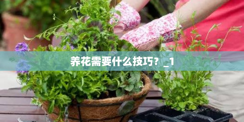 养花需要什么技巧？_1