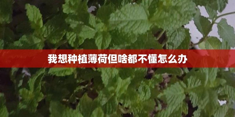 我想种植薄荷但啥都不懂怎么办