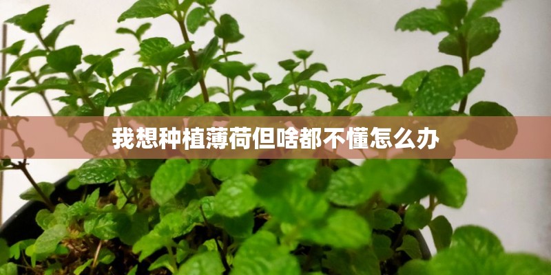 我想种植薄荷但啥都不懂怎么办