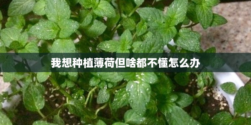 我想种植薄荷但啥都不懂怎么办