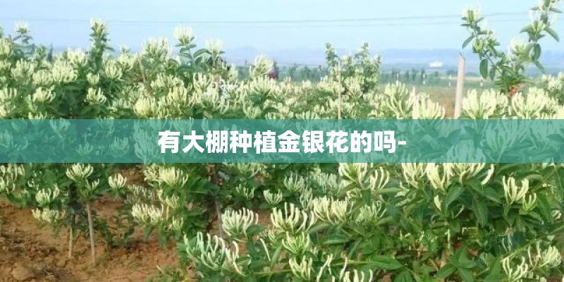 梦见一盆绿色植物花断了