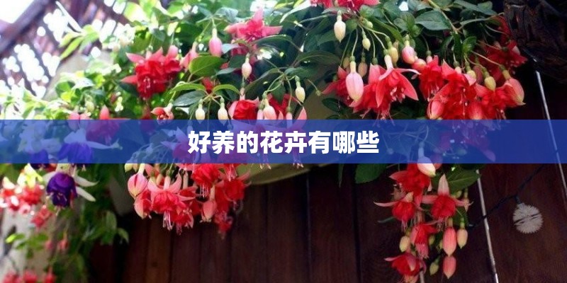 北方耐寒十大爬藤植物排名