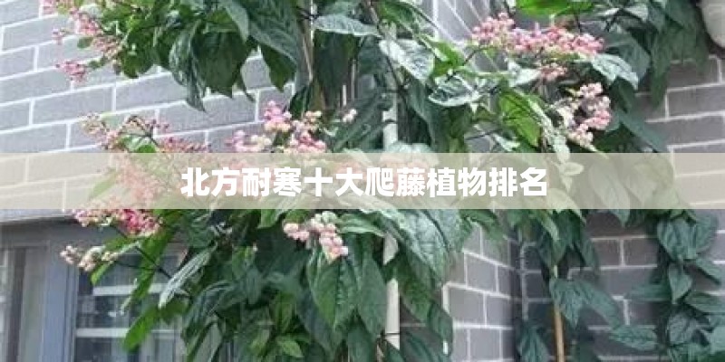 北方耐寒十大爬藤植物排名