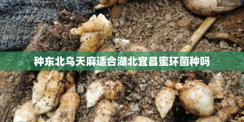 保时捷panamera的猎装版车型叫什么