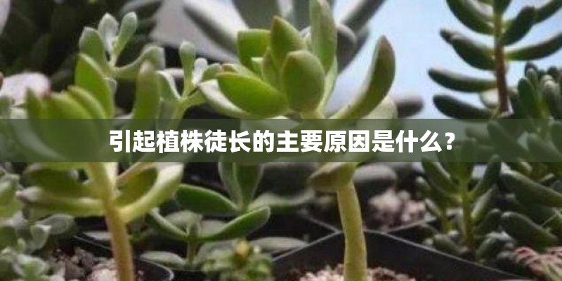 引起植株徒长的主要原因是什么？
