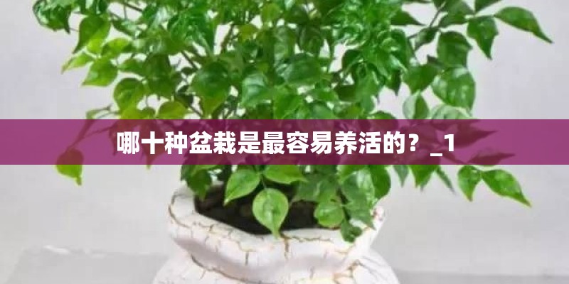 哪十种盆栽是最容易养活的？_1