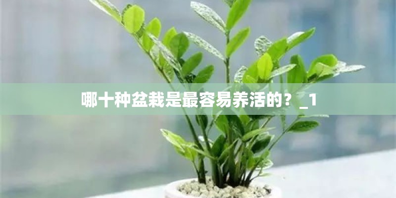 哪十种盆栽是最容易养活的？_1
