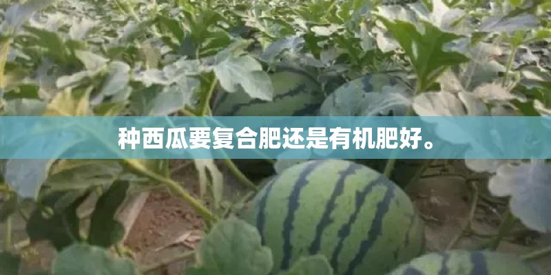 种西瓜要复合肥还是有机肥好。