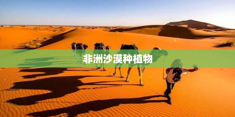 非洲沙漠种植物