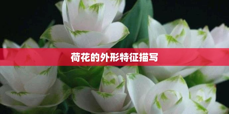 荷花的外形特征描写