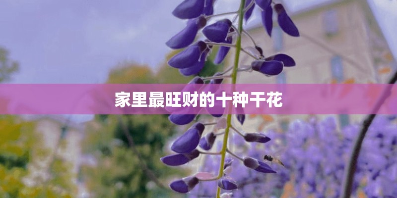 非洲沙漠种植物