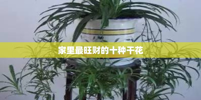 家里最旺财的十种干花
