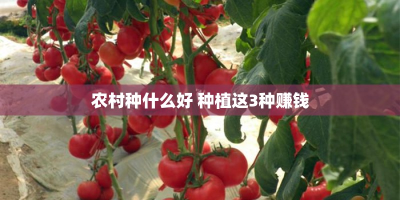 农村种什么好 种植这3种赚钱