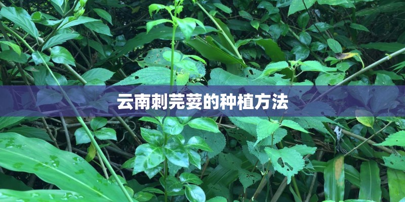 云南刺芫荽的种植方法