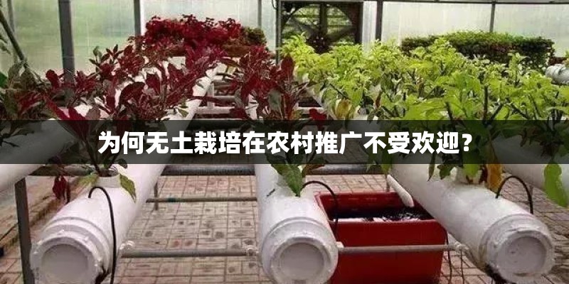 为何无土栽培在农村推广不受欢迎？