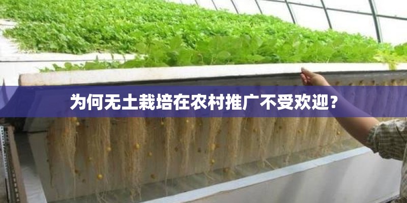 为何无土栽培在农村推广不受欢迎？