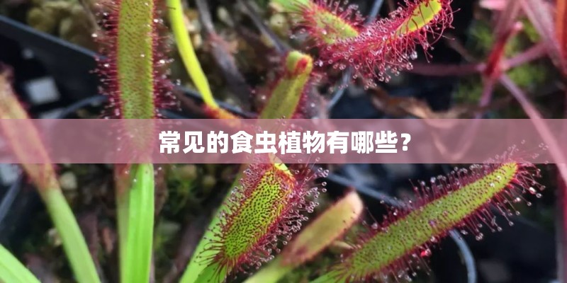 常见的食虫植物有哪些? 常见的食虫植物有哪些?