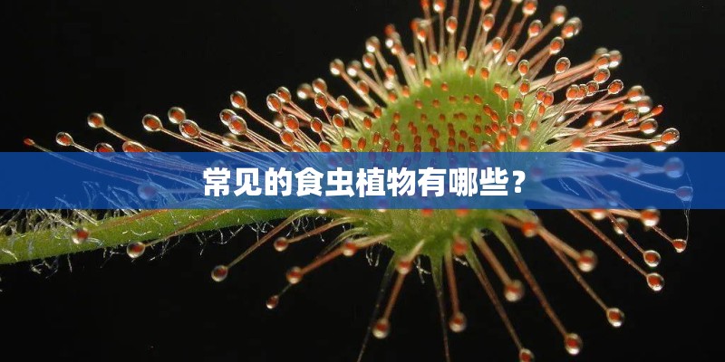 常见的食虫植物有哪些? 常见的食虫植物有哪些?
