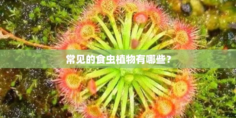 常见的食虫植物有哪些? 常见的食虫植物有哪些?