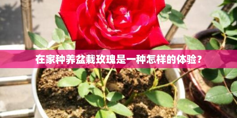在家种养盆栽玫瑰是一种怎样的体验? 在家种养盆栽玫瑰是一种怎样的体验?