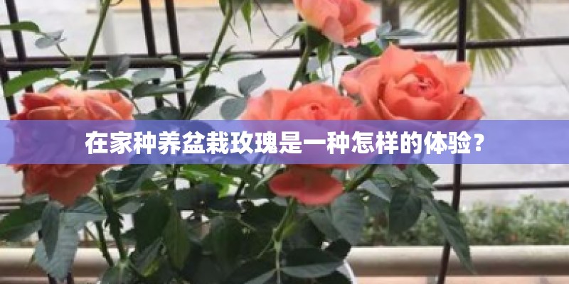 在家种养盆栽玫瑰是一种怎样的体验? 在家种养盆栽玫瑰是一种怎样的体验?