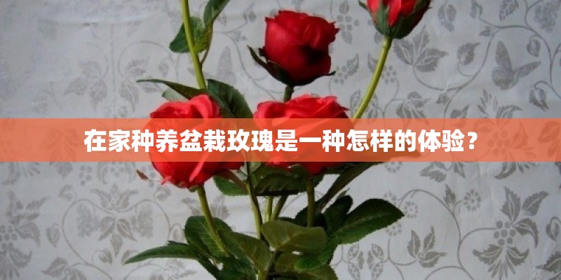 在家种养盆栽玫瑰是一种怎样的体验? 在家种养盆栽玫瑰是一种怎样的体验?