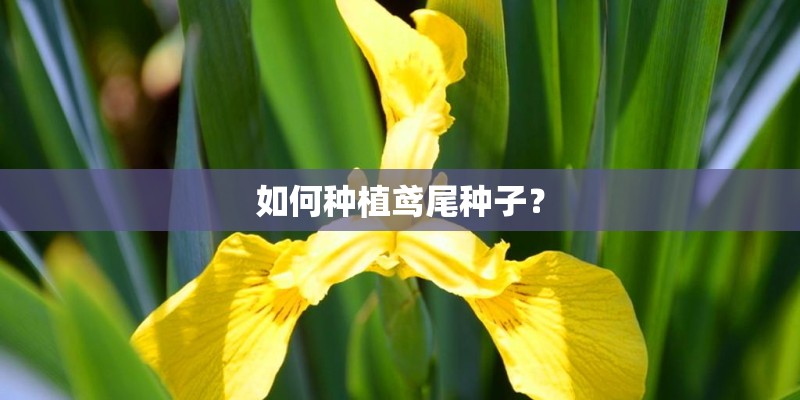 苹果ipad air1和ipad air2有什么区别