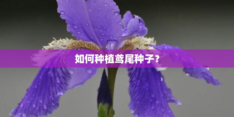 如何种植鸢尾种子? 如何种植鸢尾种子?