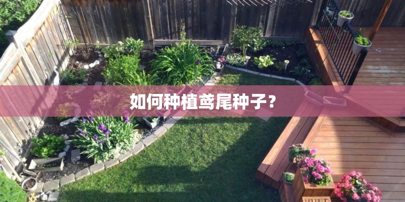 如何种植鸢尾种子? 如何种植鸢尾种子?