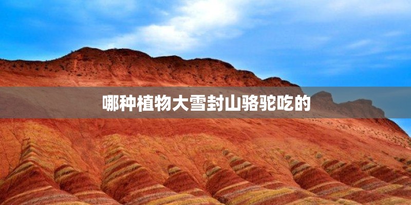 哪种植物大雪封山骆驼吃的 哪种植物大雪封山骆驼吃的