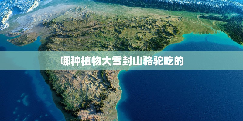 哪种植物大雪封山骆驼吃的 哪种植物大雪封山骆驼吃的