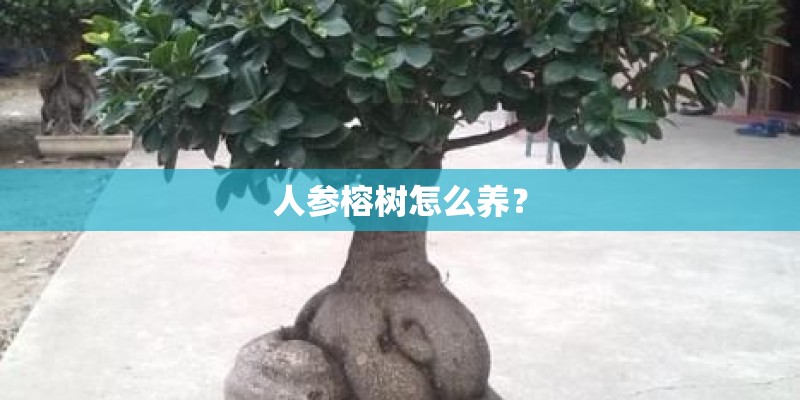 人参榕树怎么养？