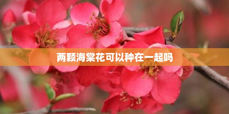 人参榕树怎么养？