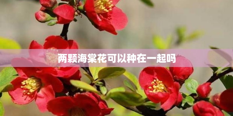 两颗海棠花可以种在一起吗