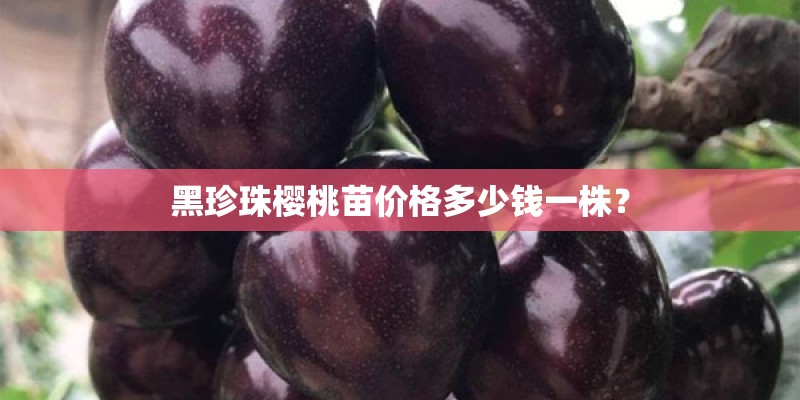 黑珍珠樱桃苗价格多少钱一株？