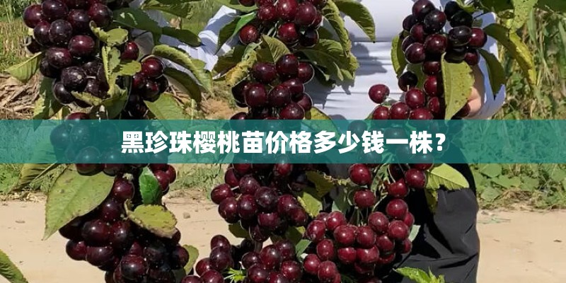 黑珍珠樱桃苗价格多少钱一株？