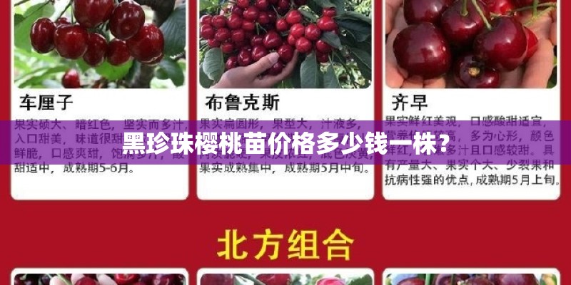 黑珍珠樱桃苗价格多少钱一株？