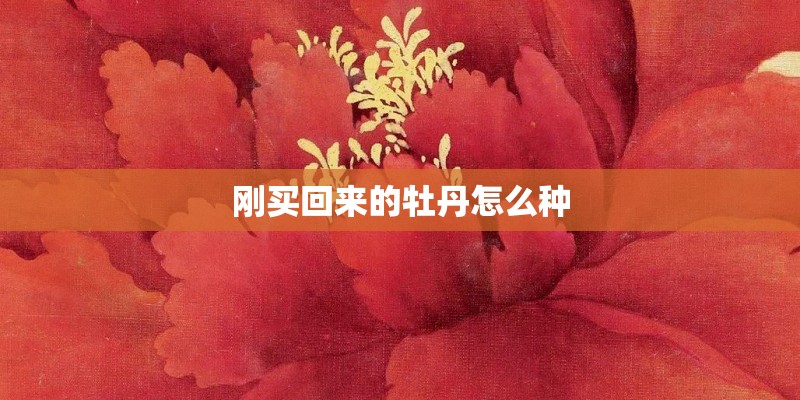 刚买回来的牡丹怎么种 刚买回来的牡丹怎么种