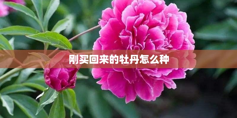 刚买回来的牡丹怎么种 刚买回来的牡丹怎么种