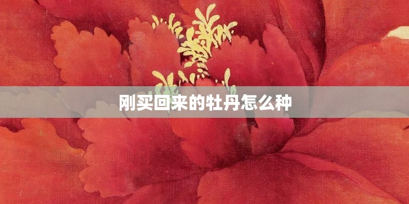 刚买回来的牡丹怎么种 刚买回来的牡丹怎么种